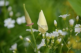 花,黃色,自然