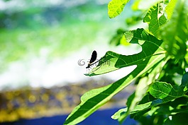 蜻蜓,葉子,昆蟲