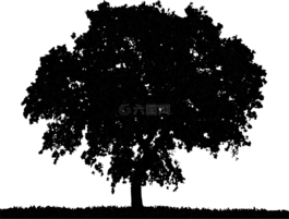 树,sillueta,性质