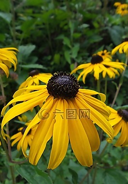 松果菊,花卉,黃