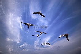 海鷗,鳥,航班