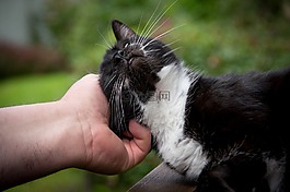 猫,手,爬网