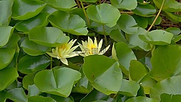 睡蓮,黃,綠色