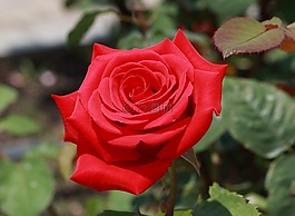 玫瑰,紅,花