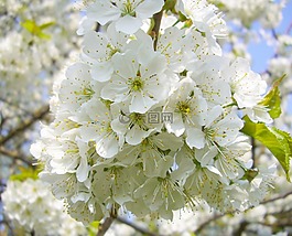 櫻花,性質(zhì),春天
