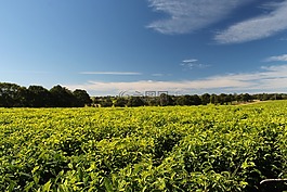 茶,人工林,南非
