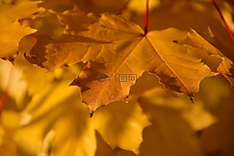 秋季,秋天的落葉,黃色