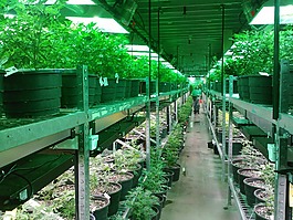 大麻,科羅拉多州大麻的種植,大麻藥房