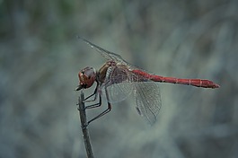 蜻蜓,吃,飛