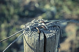 線,文章,籬笆