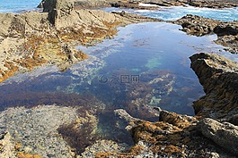 潮池,海洋,水