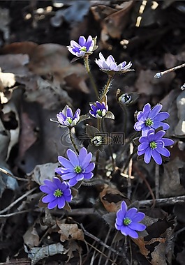 鮮花,野花,紫