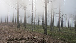 森林,木,树枝