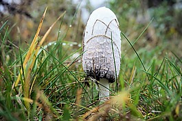 蘑菇,森林,秋季