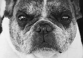 法國斗牛犬,狗,寵物