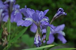 蘭花,紫色,花