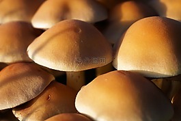 蘑菇,森林,秋季