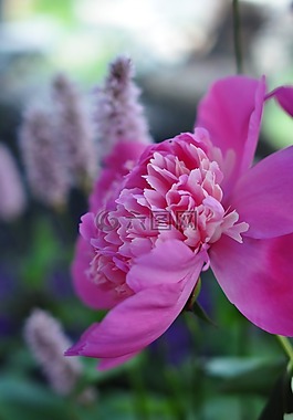粉紅色,花,自然