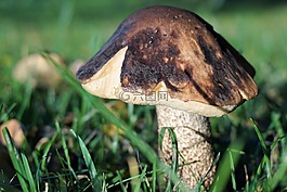 蘑菇,森林,秋季