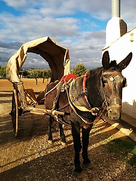 馬,卡車,動(dòng)物