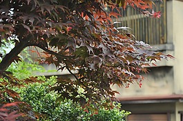 叶子,枫,红色