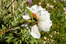 牡丹,花,開(kāi)花