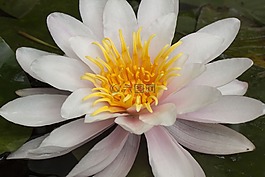睡蓮,湖玫瑰,水生植物