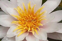 睡蓮,湖玫瑰,水生植物
