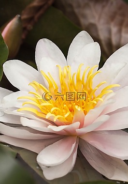 睡蓮,湖玫瑰,水生植物