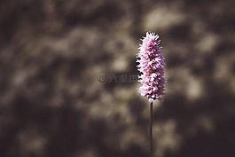 花,公園植物,紫色