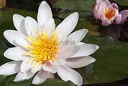 睡蓮,湖玫瑰,水生植物