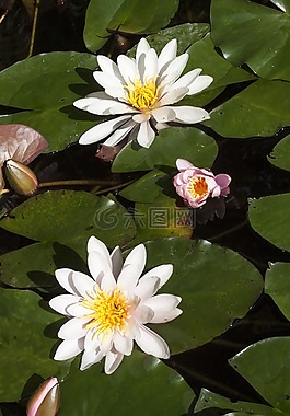 睡蓮,湖玫瑰,水生植物