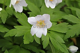 銀蓮花 nemorosa,春,花