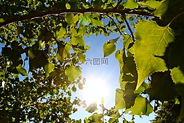 夏天,樹,葉子