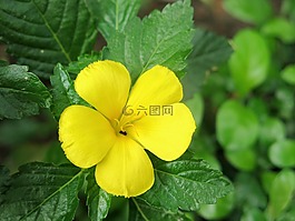 花,植物區(qū)系,盛開