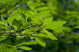 葉子,葉,綠色