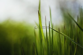 草,工廠,植物