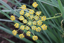 茴香,花,草本植物