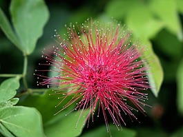 calliandra haematocephala,红粉扑,花
