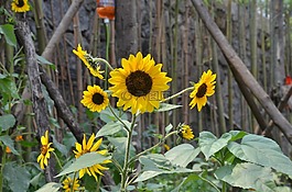 葵花,花瓣,向陽花