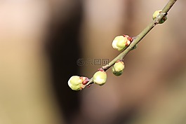 大自然,綻放,春節(jié)