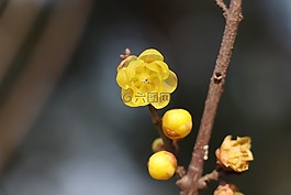 大自然,梅花,臘梅