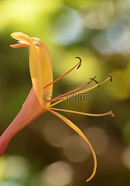 花,性質(zhì),花園