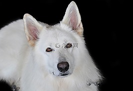 schäfer的狗,白,白色的牧羊人