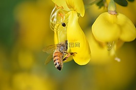 蜜蜂,授粉,黃色