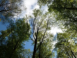 森林,天空,綠色
