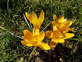 鮮花,春,番紅花