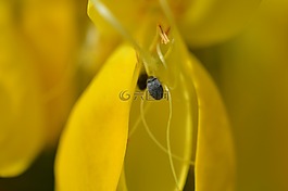 害虫,bug,花