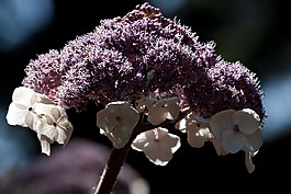 繡球花天鵝絨,阿斯佩拉繡球花,花