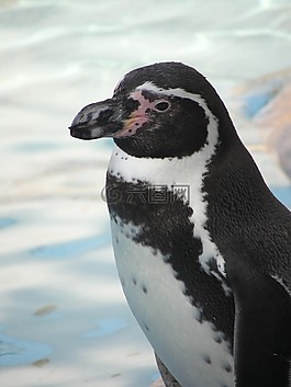 企鵝,動物園,水